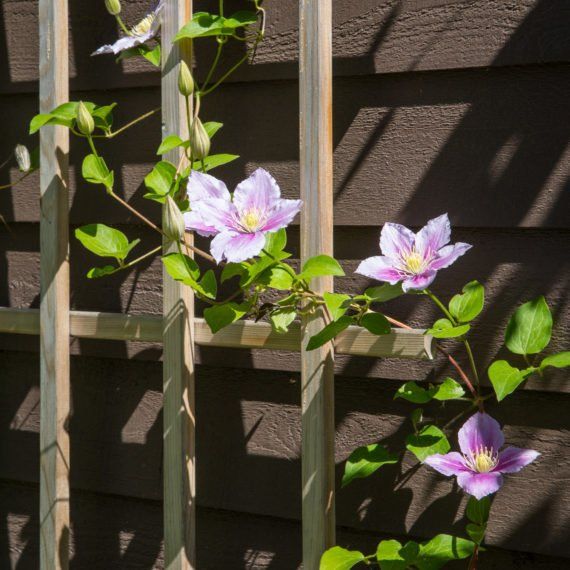 Garden Trellis, Trellis Design, Trellis Construction, Climbing Plants for Trellis, Outdoor Trellis, Trellis Privacy Screen