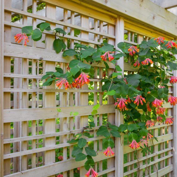 Garden Trellis, Trellis Design, Trellis Construction, Climbing Plants for Trellis, Outdoor Trellis, Trellis Privacy Screen