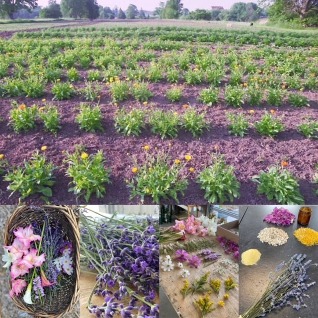 Organic Tea Garden, Tea Cultivation, Tea Varieties, Tea Garden, Tea Garden Design, Tea Harvesting, Tea Leaves