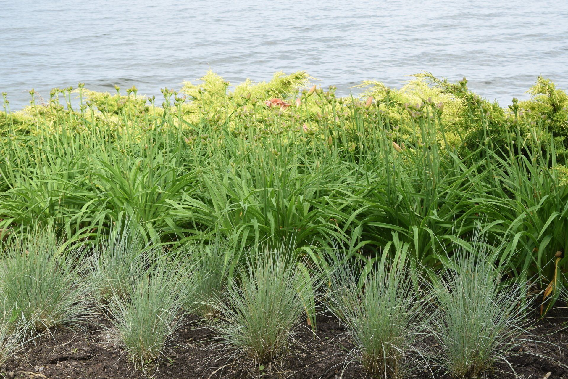 Shoreline Restoration, Ecological Restoration, Waterfront Conservation, Habitat Restoration, Erosion Control, Native Plants, Riparian Zone, Sustainable Landscaping, Natural Shoreline, Environmental Conservation, Biodiversity, Ecosystem Health, Green Infrastructure, Conservation Projects, Shoreline Protection