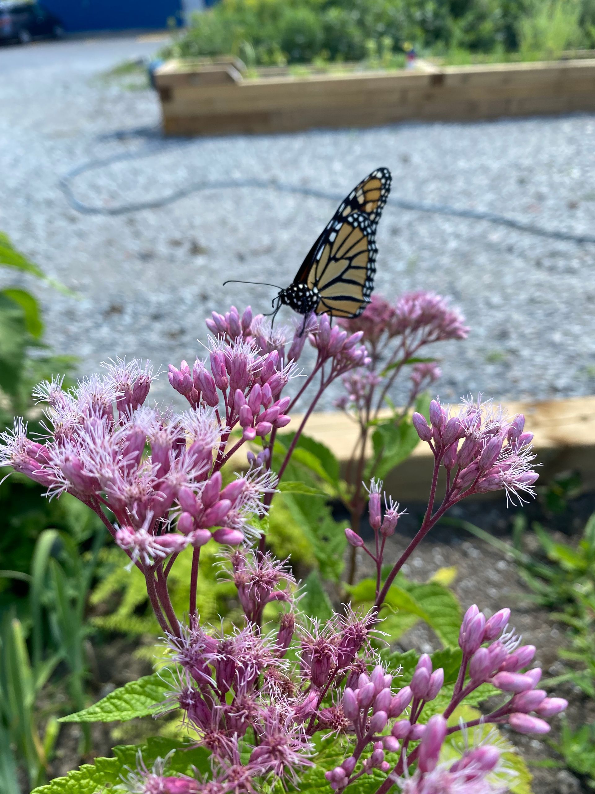 Pollinator Garden, Educational Garden, Wildlife Habitat, Butterfly Garden, Bees and Pollinators, Outdoor Learning, Eco-friendly Garden, Nature Exploration, Sustainable Gardening, Environmental Education, Biodiversity