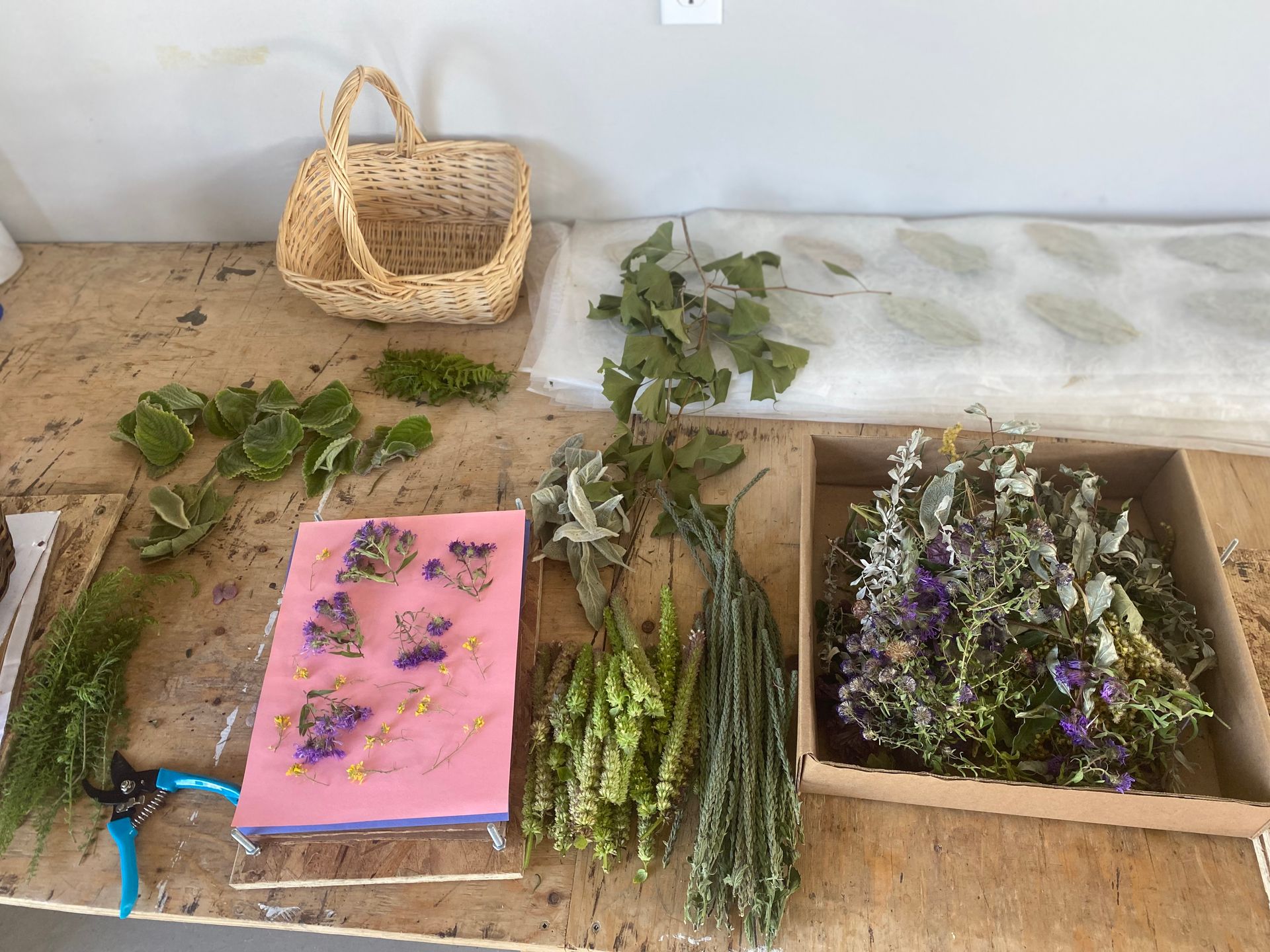 Plant Therapy, Plant-based Healing, Herbal Remedies, Natural Therapy, Emotional Well-being, Relaxation Therapy, Stress Relief