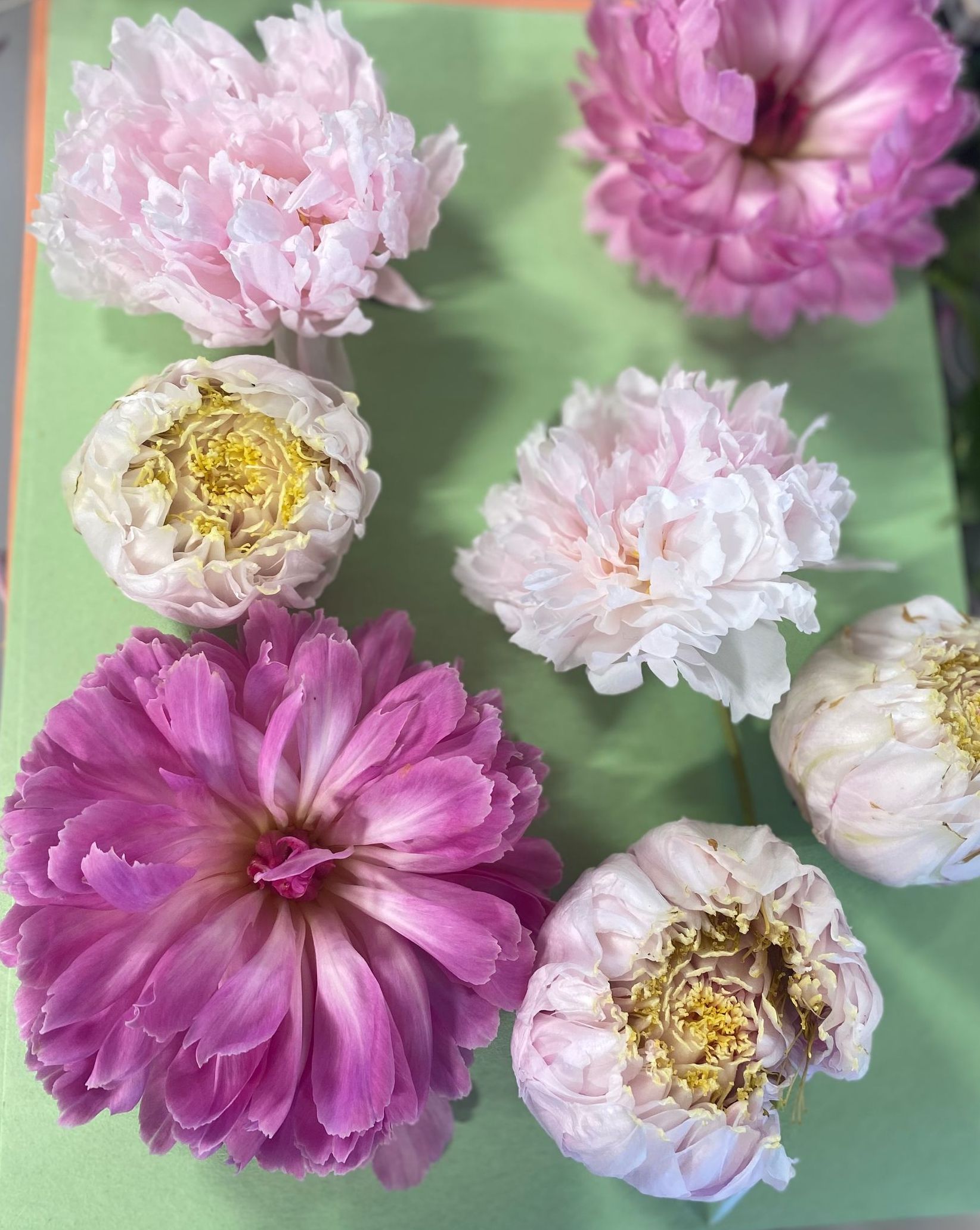 Nature Art, Botanical Art, Petal Art, Nature-inspired Art, Nature Wall Art, Nature Art Gallery, Abstract Nature Art, Eco-friendly Art, Sustainable Nature Art, Nature Therapy, Ecotherapy, Nature Healing, Nature Connection, Nature Immersion, Green Therapy, Nature-based Therapy, Nature Mindfulness, Nature Wellness, Eco-therapy Programs, Nature Therapy Benefits, Mental Health, Stress Relief