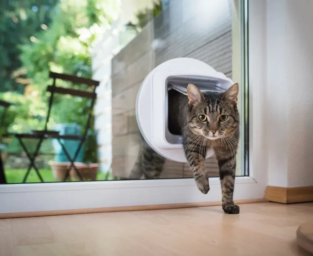 A Cat is Walking Through a Cat Door in a Window — Orana Glass In Dubbo, NSW