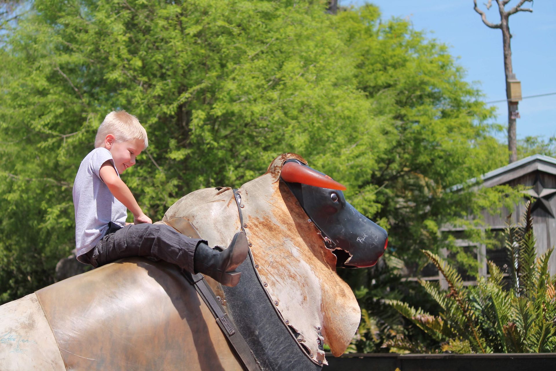 A young boy is riding on the back of a bull.
