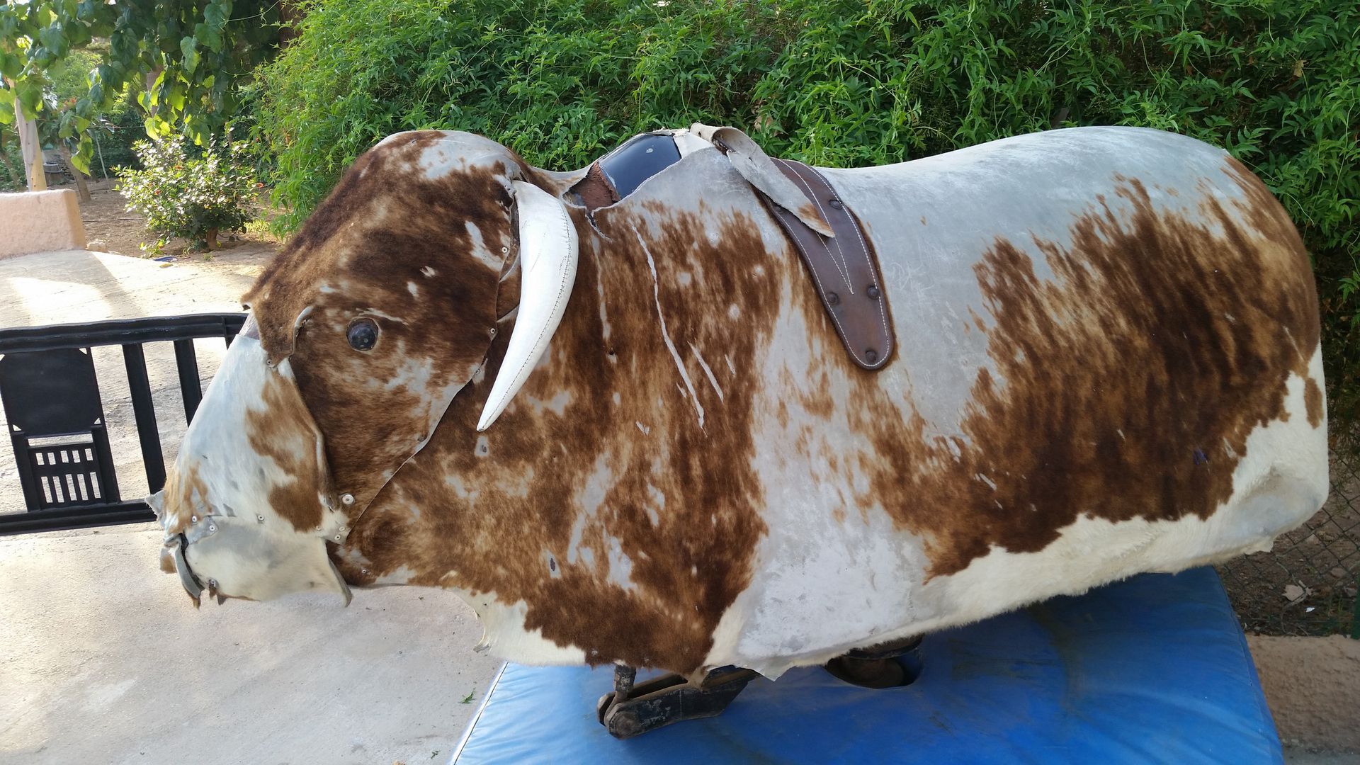 A brown and white bull is sitting on a blue cushion.