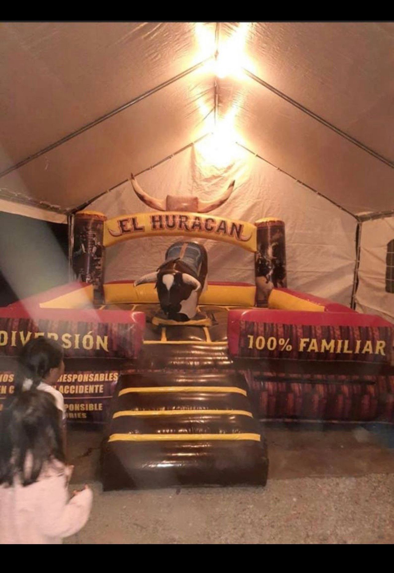 A brown and white bull is sitting on a blue cushion.