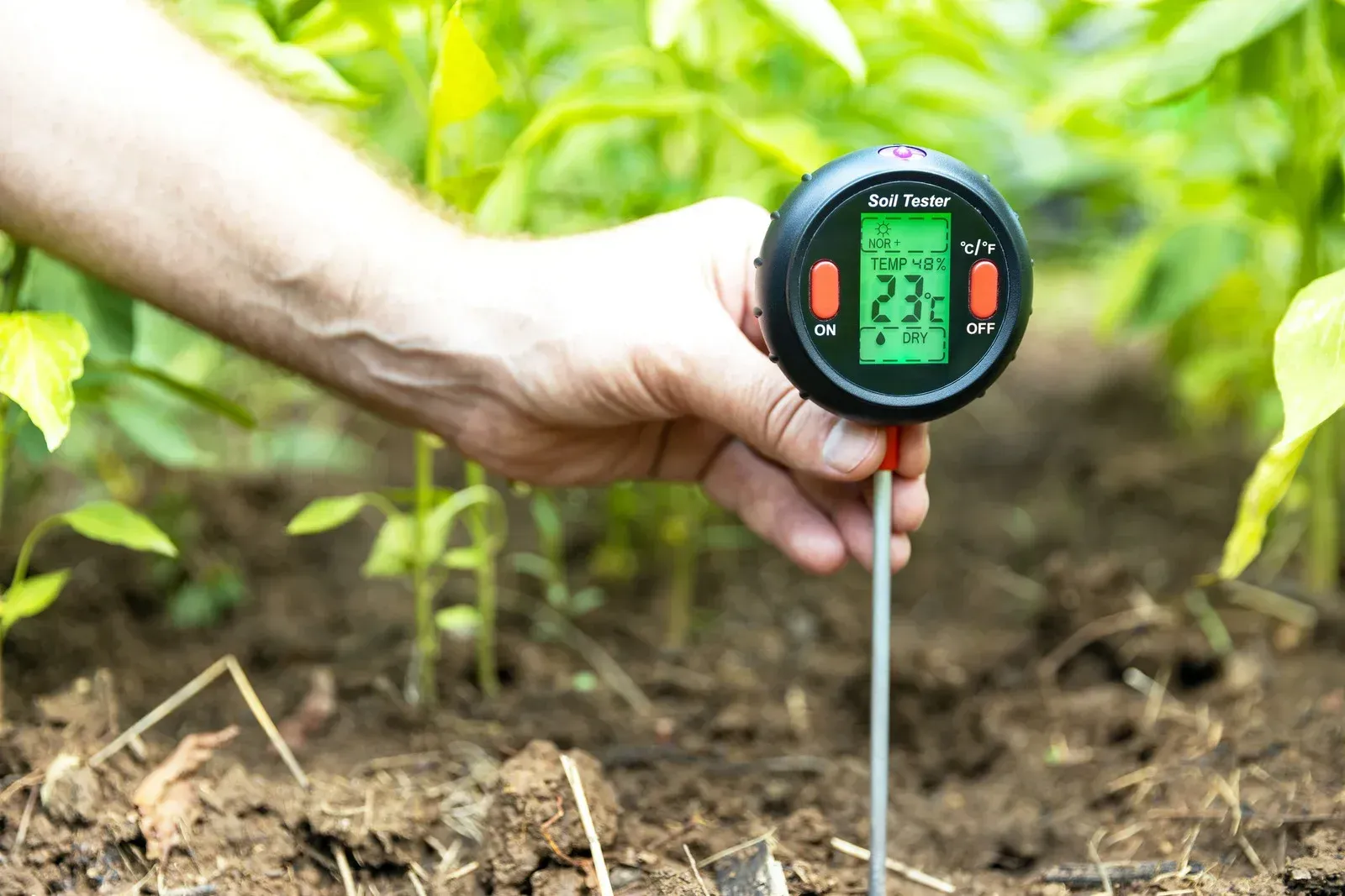 A person is holding a digital thermometer in the dirt.