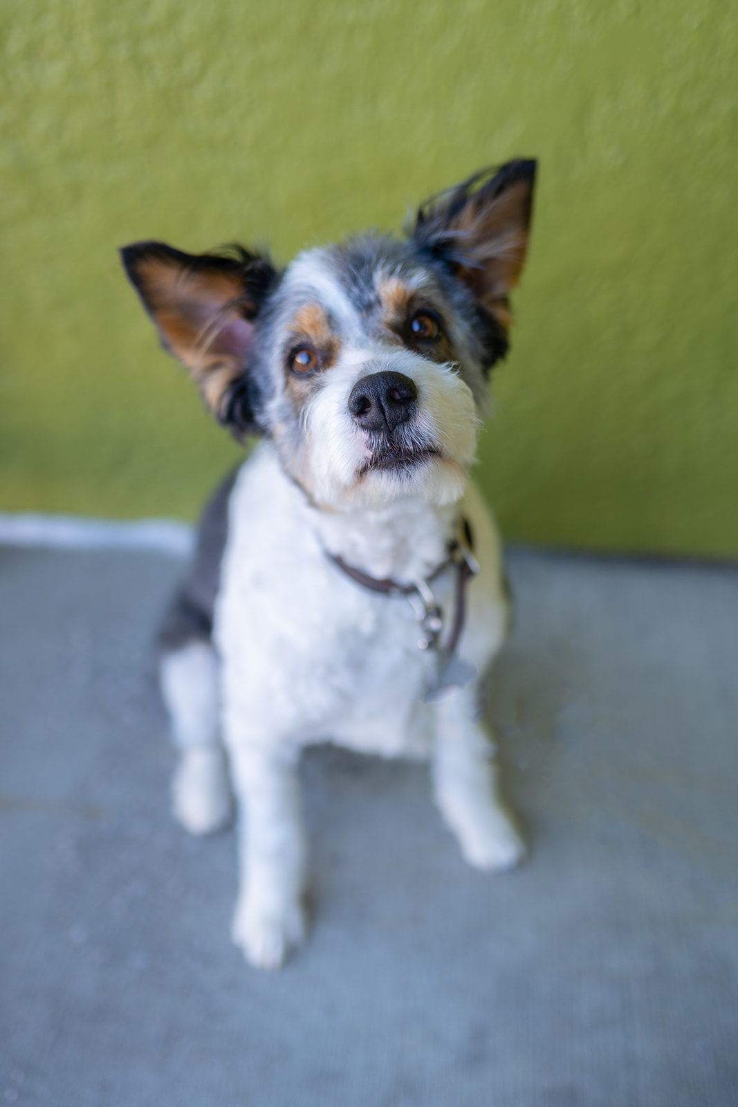 A small dog is sitting on the floor and looking up at the camera.