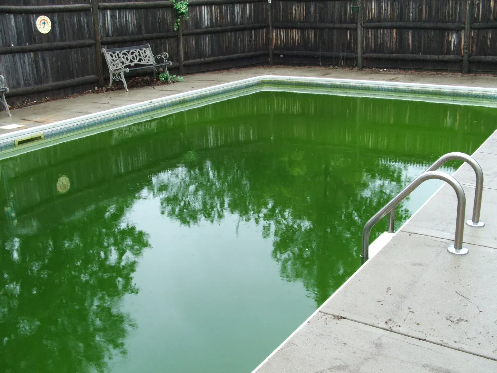 Outdoor pool with green water beside a concrete deck and metal ladder, enclosed by a wooden fence.