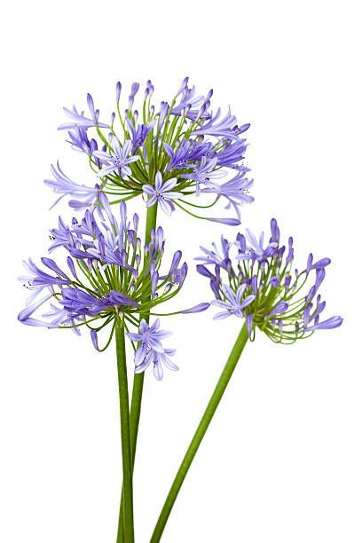 Bloemen beschikbaarheid bij Van der Vijver