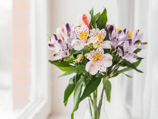 Astronova Alstroemeria beschikbaar bij Bloemengroothandel Van der Vijver