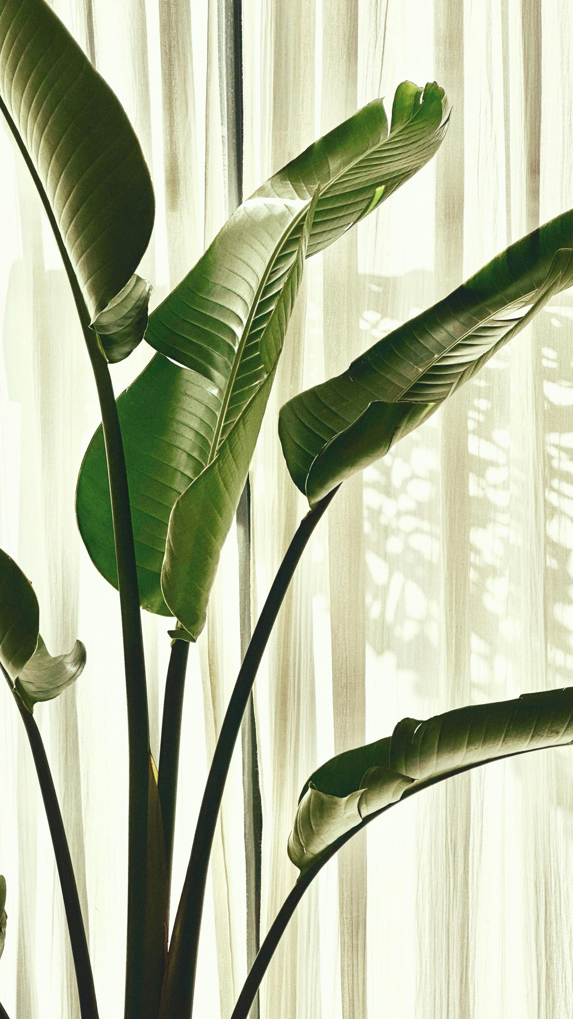 Planten verzorging bij Bloemengroothandel van der Vijver