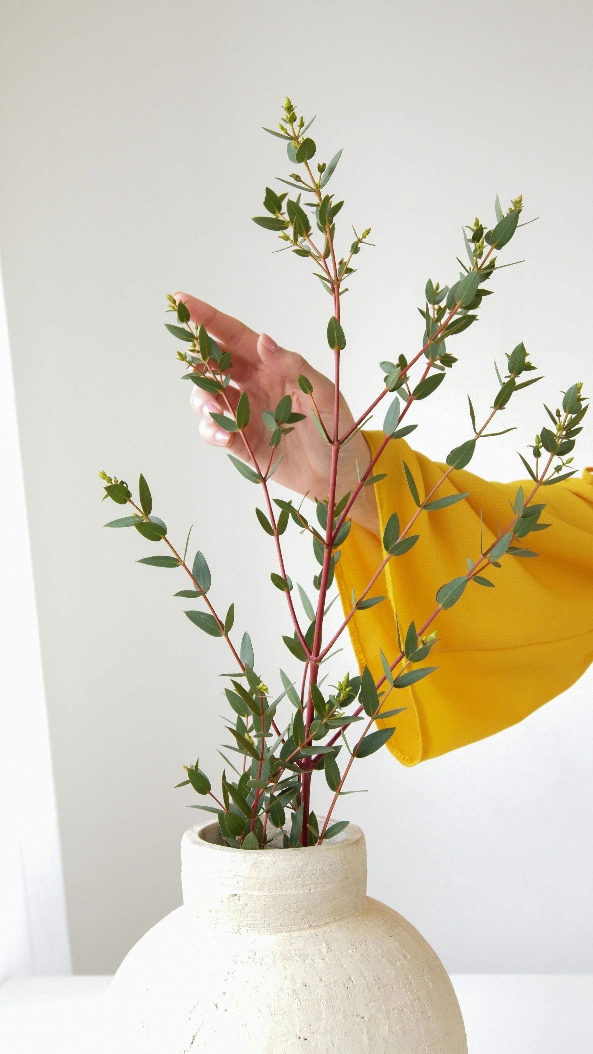 Planten verzorging bij Bloemengroothandel van der Vijver