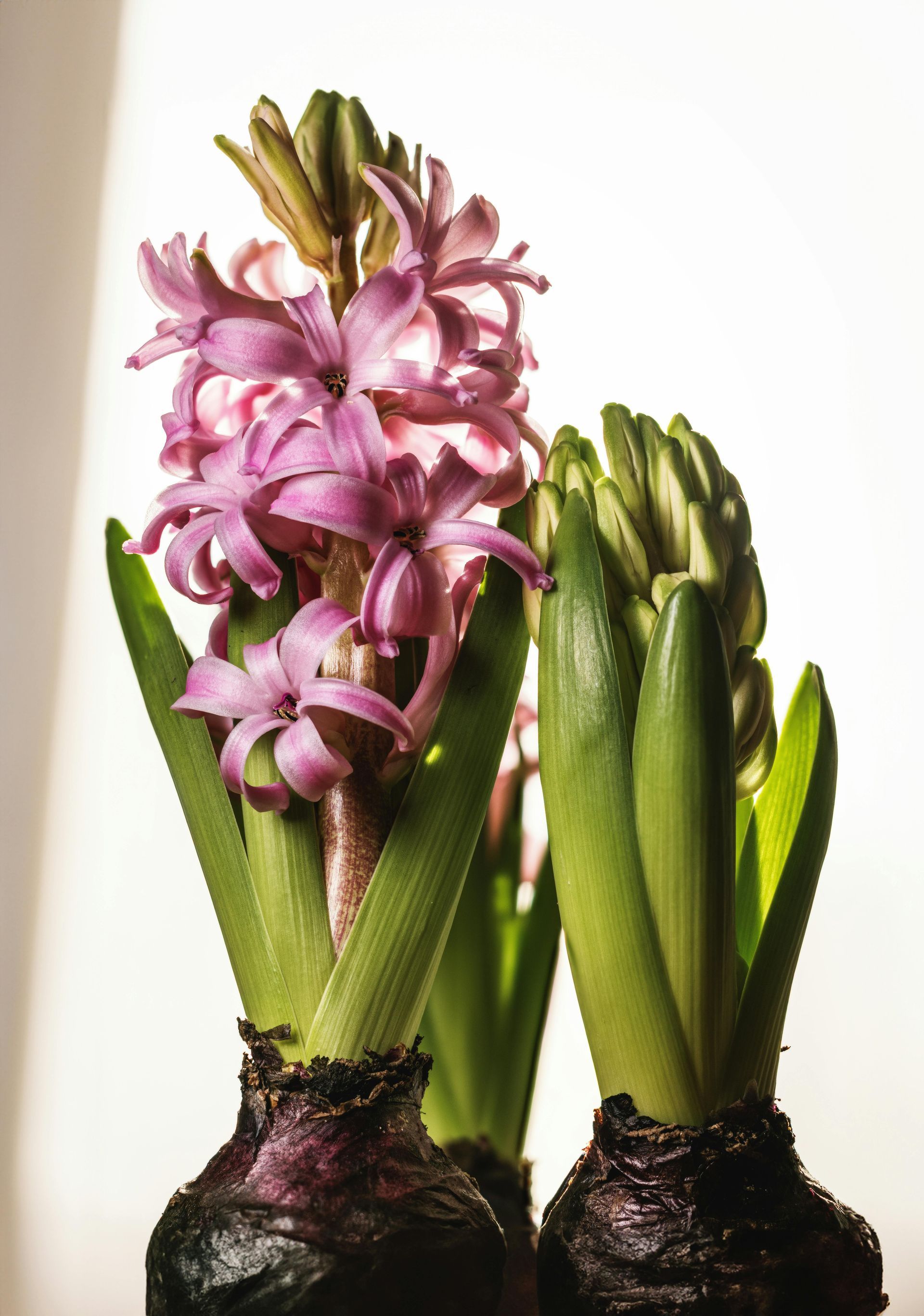Voorjaarsbloemen bij Bloemengroothandel Van der Vijver in Rijnsburg