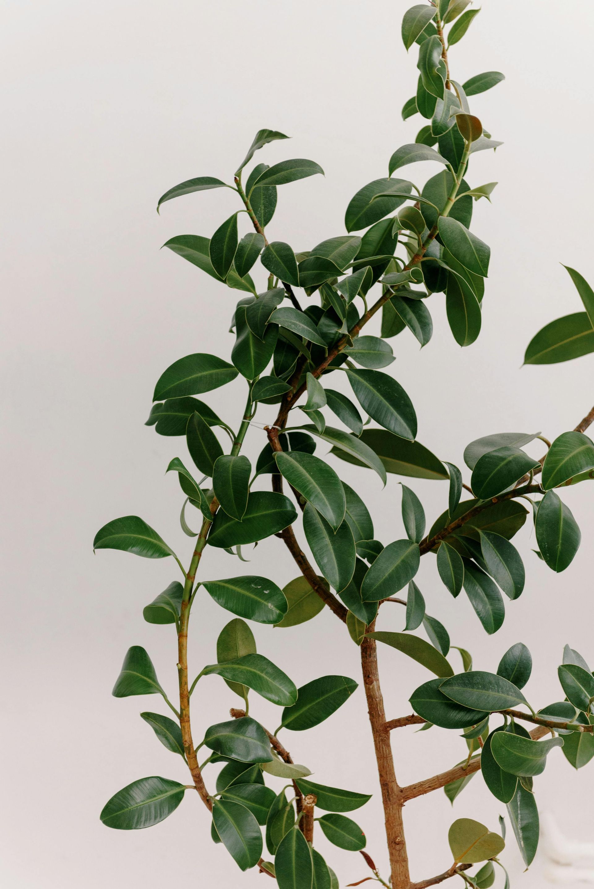 Planten verzorging bij Bloemengroothandel van der Vijver