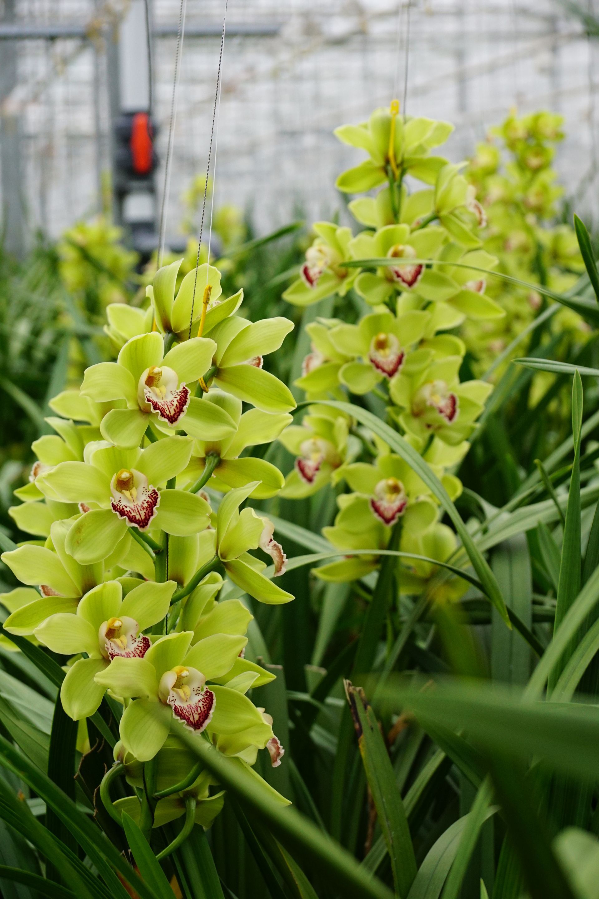 Kwekerijen waar Bloemengroothandel Van der Vijver mee samen werkt