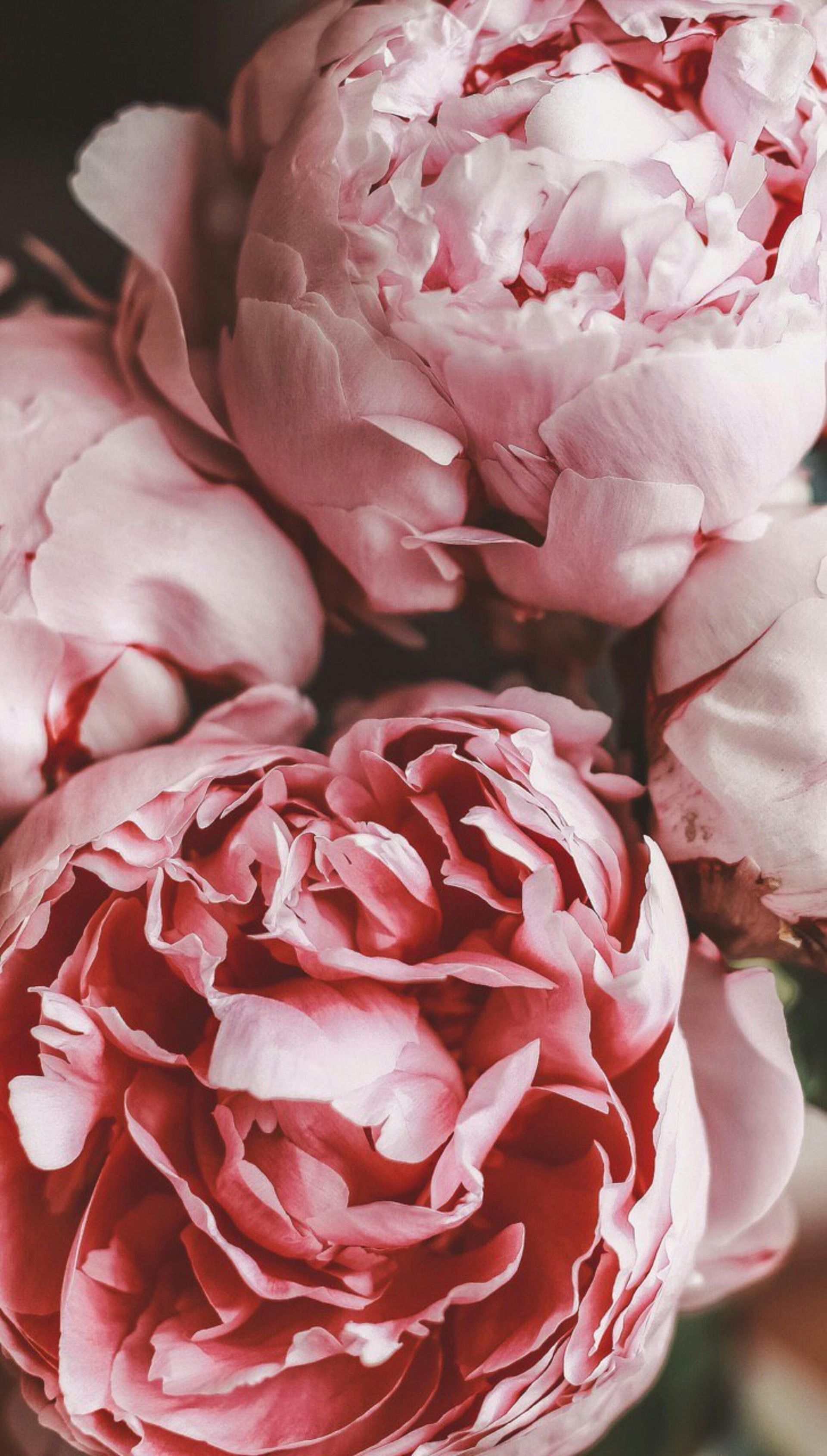 Voorjaarsbloemen bij Bloemengroothandel Van der Vijver in Rijnsburg