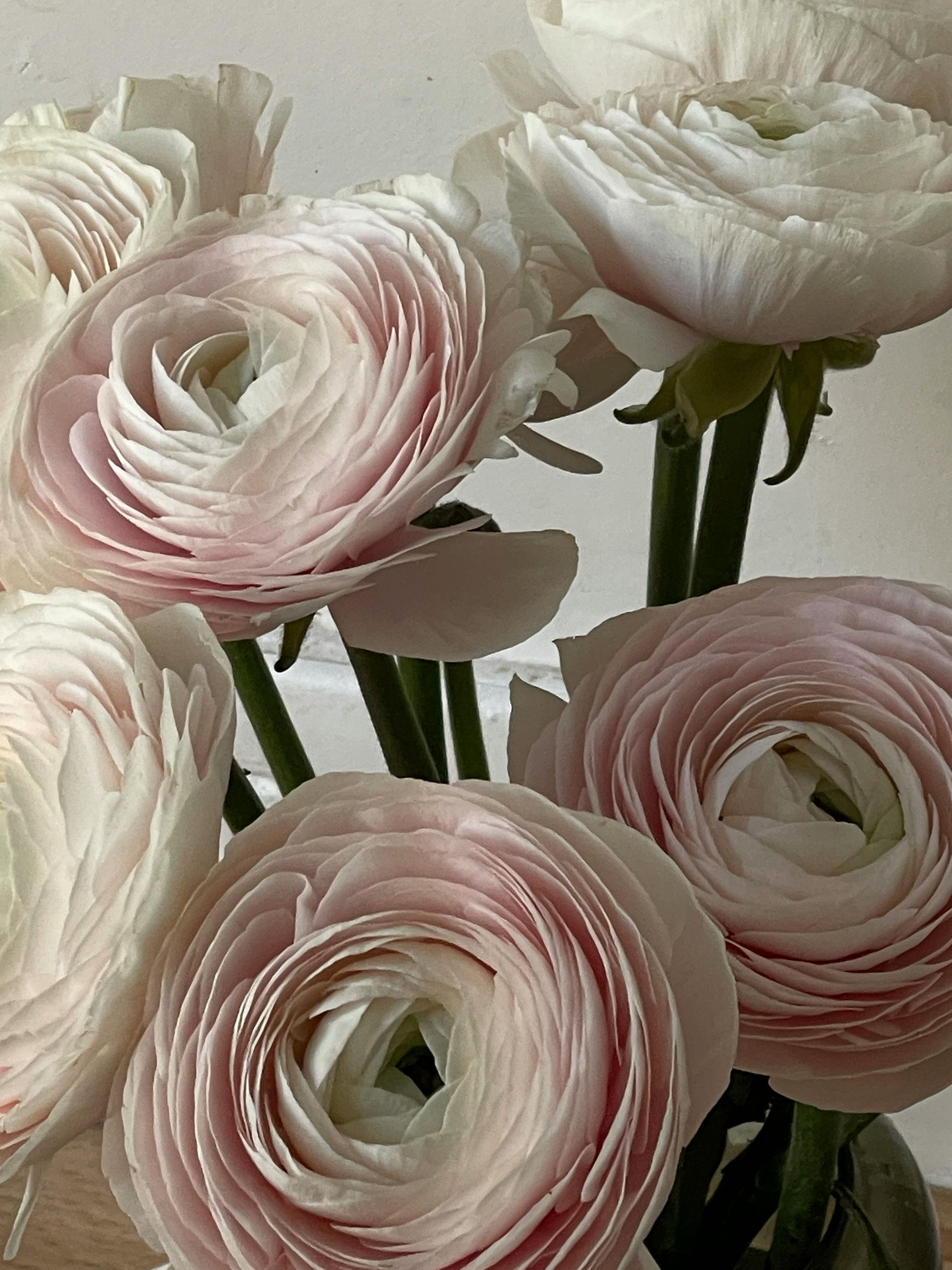 Ranonkels bij Bloemengroothandel Van der Vijver