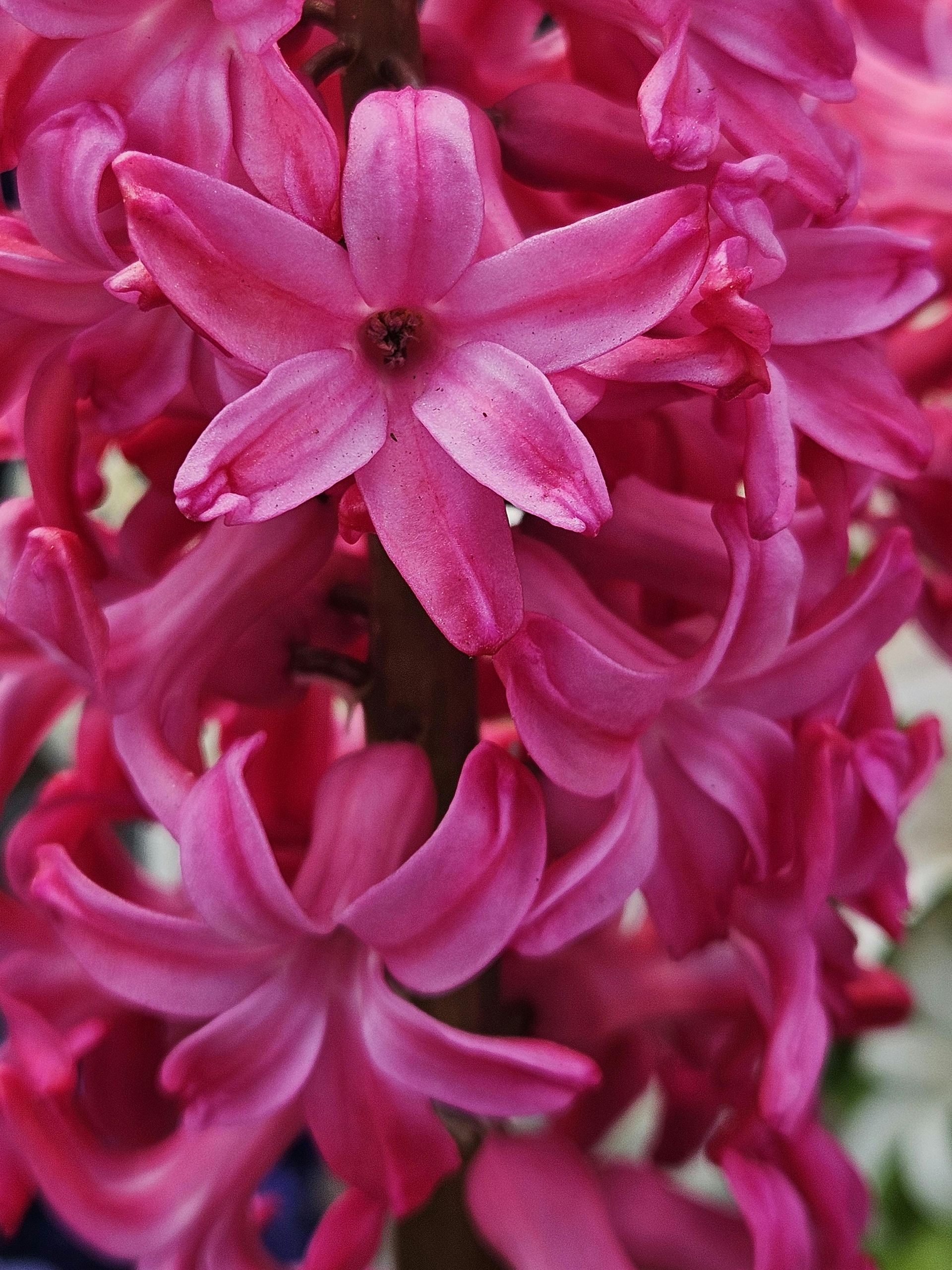 Bloemen beschikbaarheid bij Van der Vijver