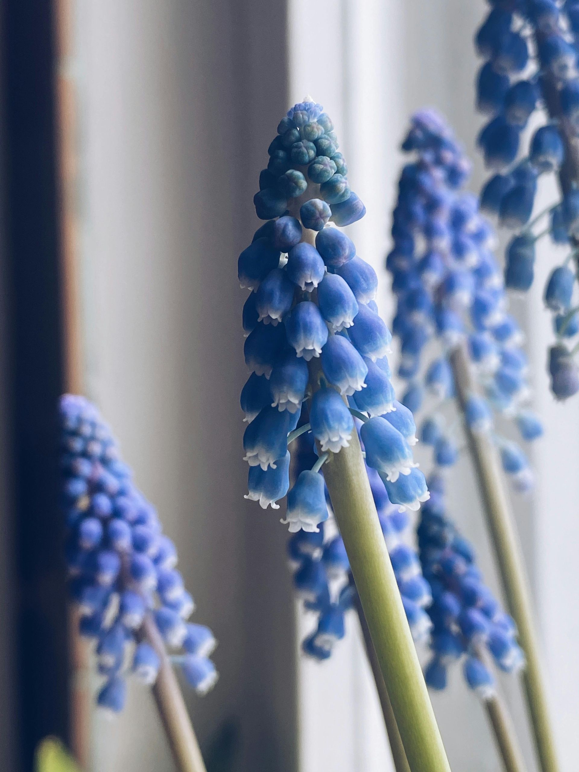 Bloemen beschikbaarheid bij Van der Vijver