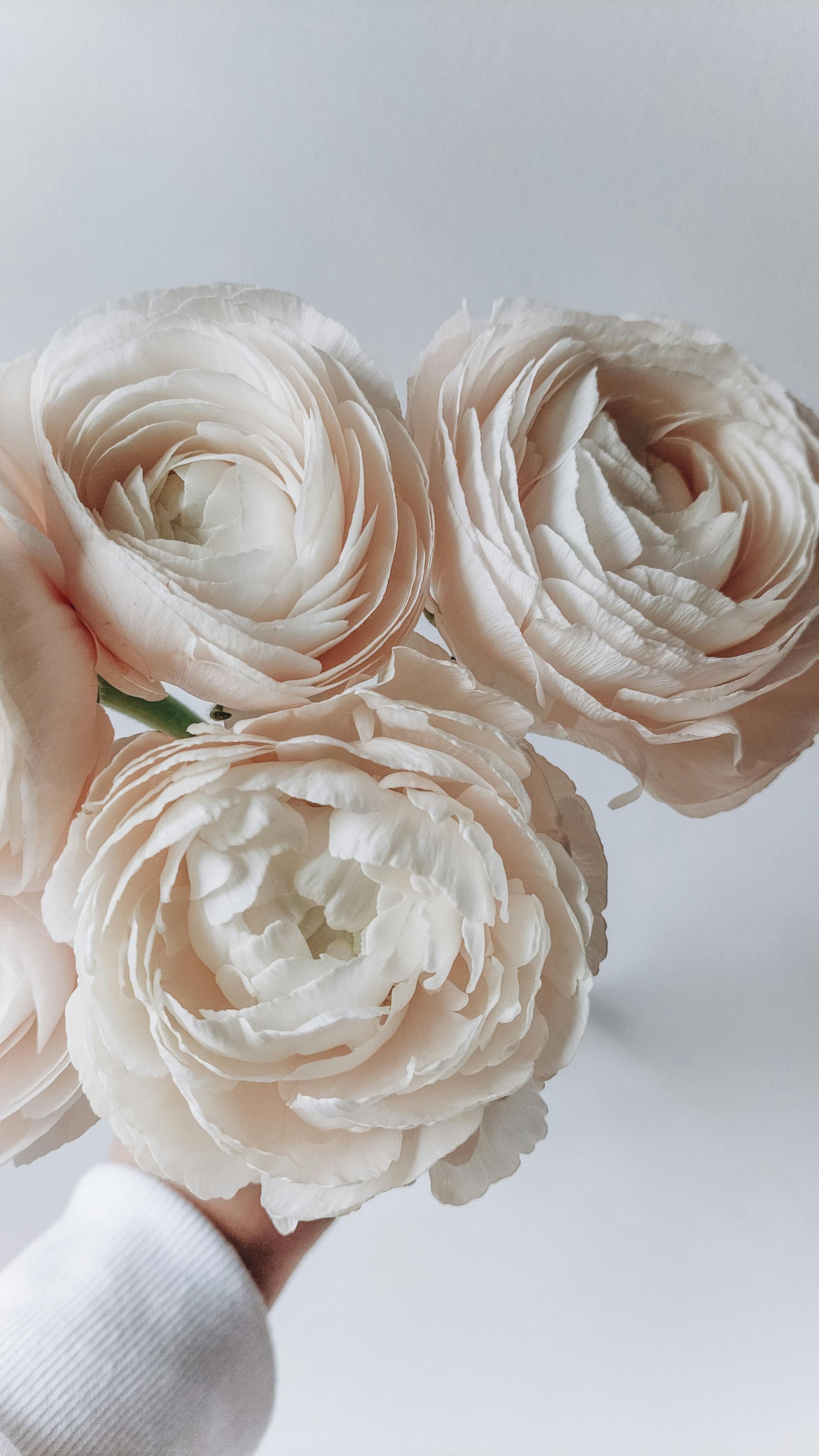 Ranonkels bij Bloemengroothandel Van der Vijver