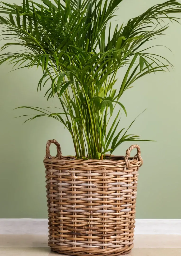 Planten verzorging bij Bloemengroothandel van der Vijver