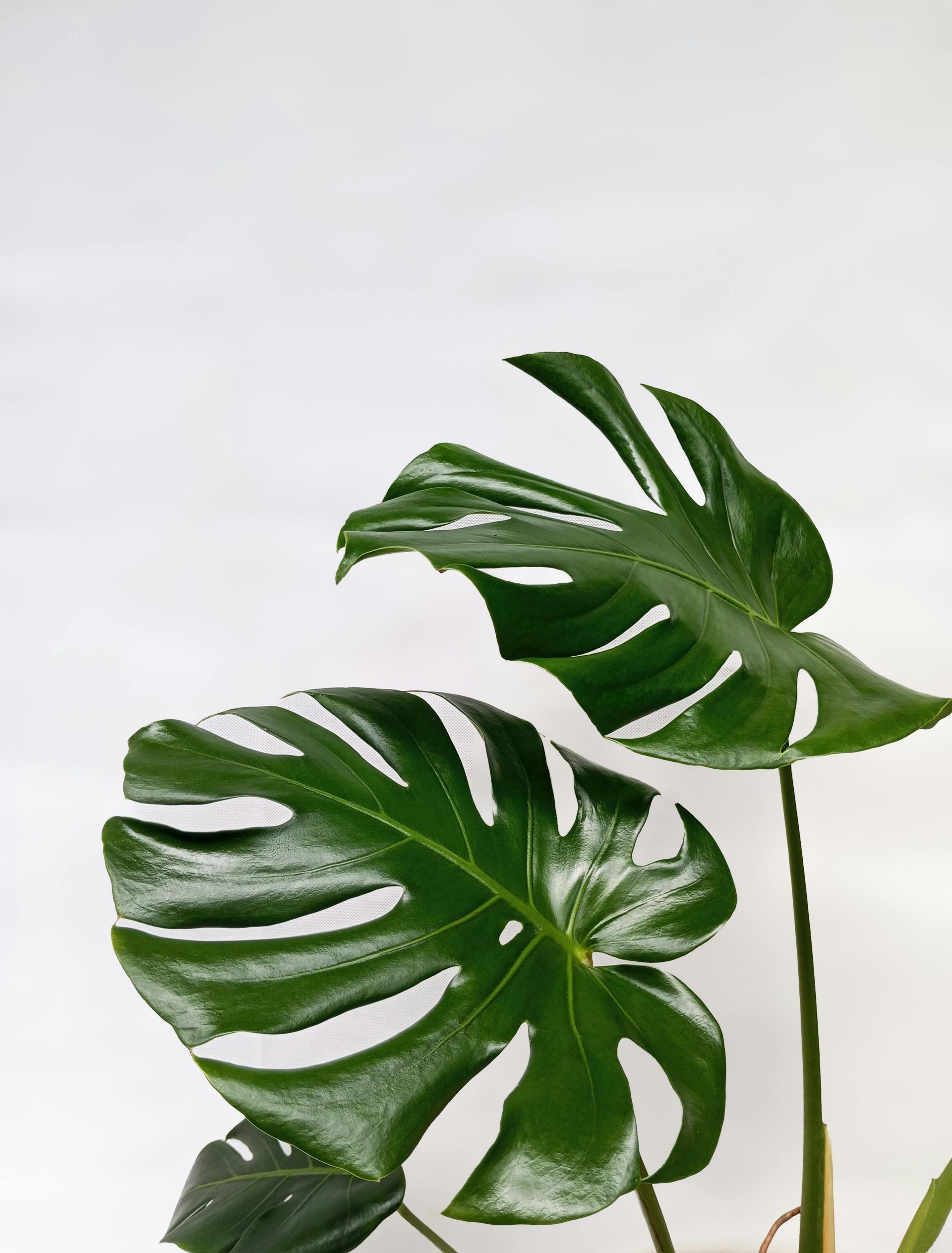 Planten verzorging bij Bloemengroothandel van der Vijver