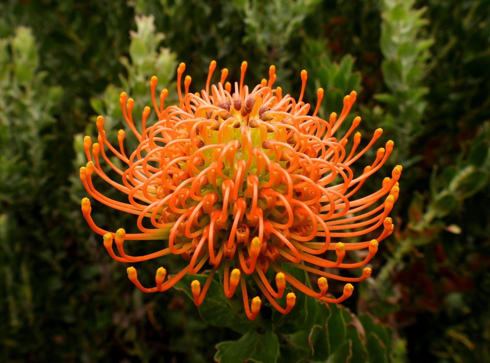 Bloemen beschikbaarheid bij Van der Vijver