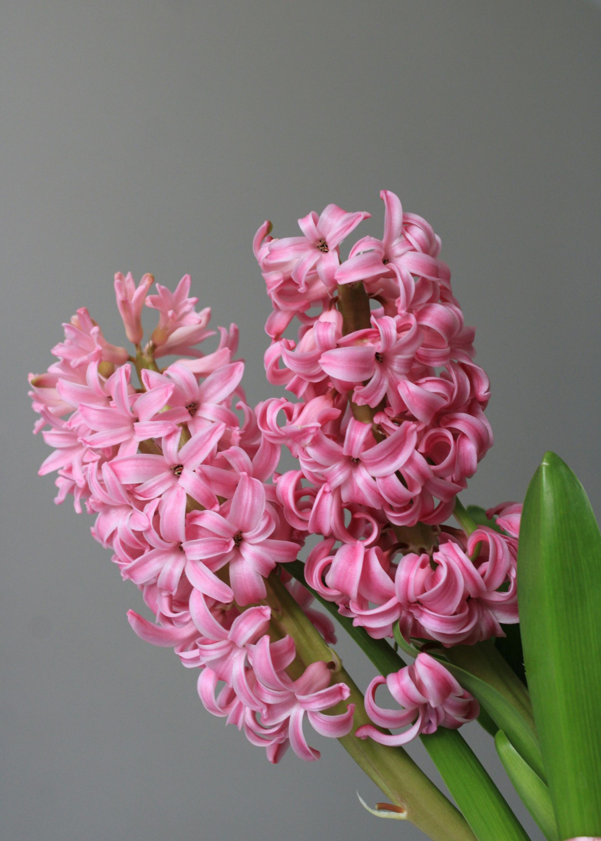 Bloemen beschikbaarheid bij Van der Vijver