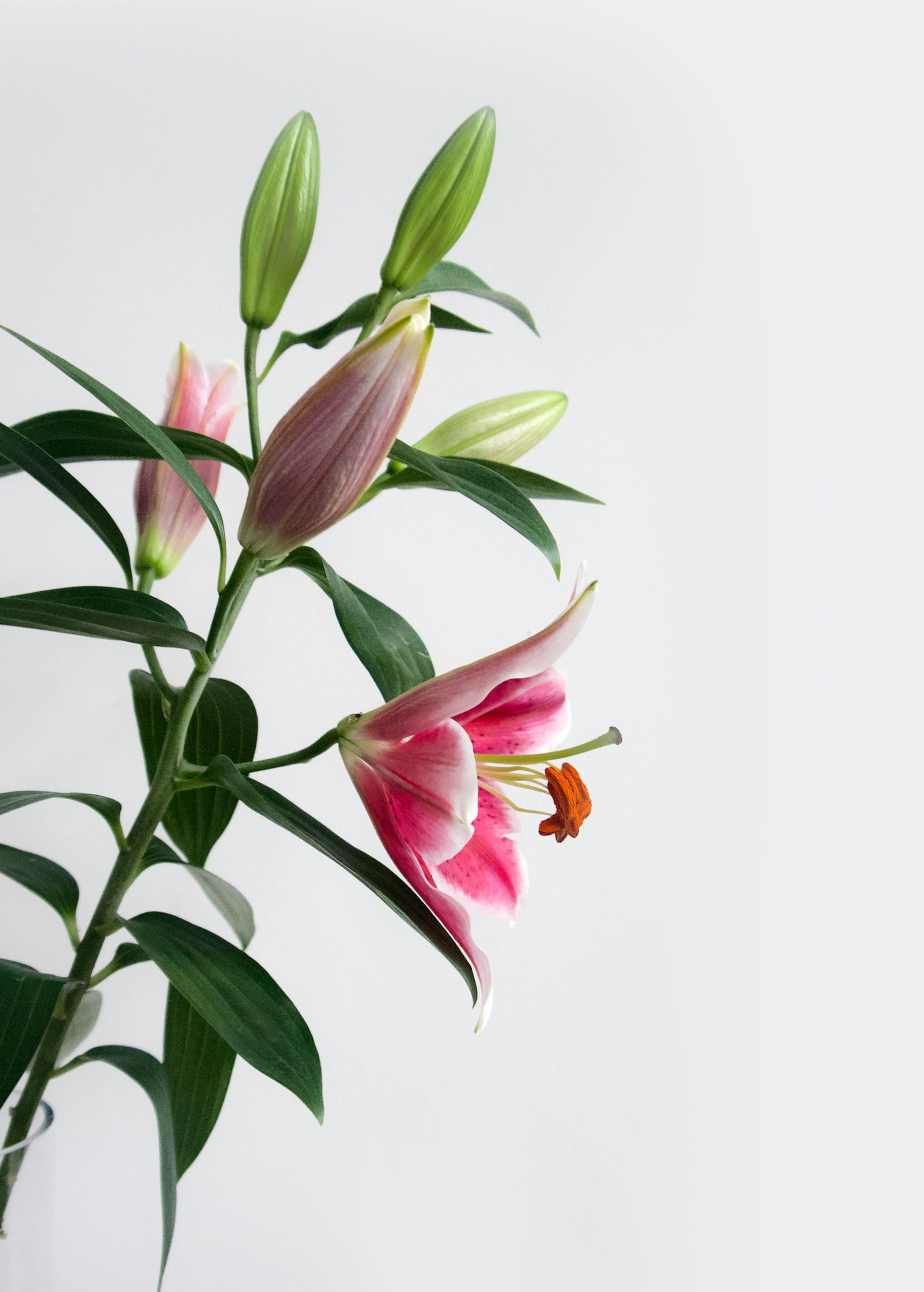 Voorjaarsbloemen bij Bloemengroothandel Van der Vijver in Rijnsburg