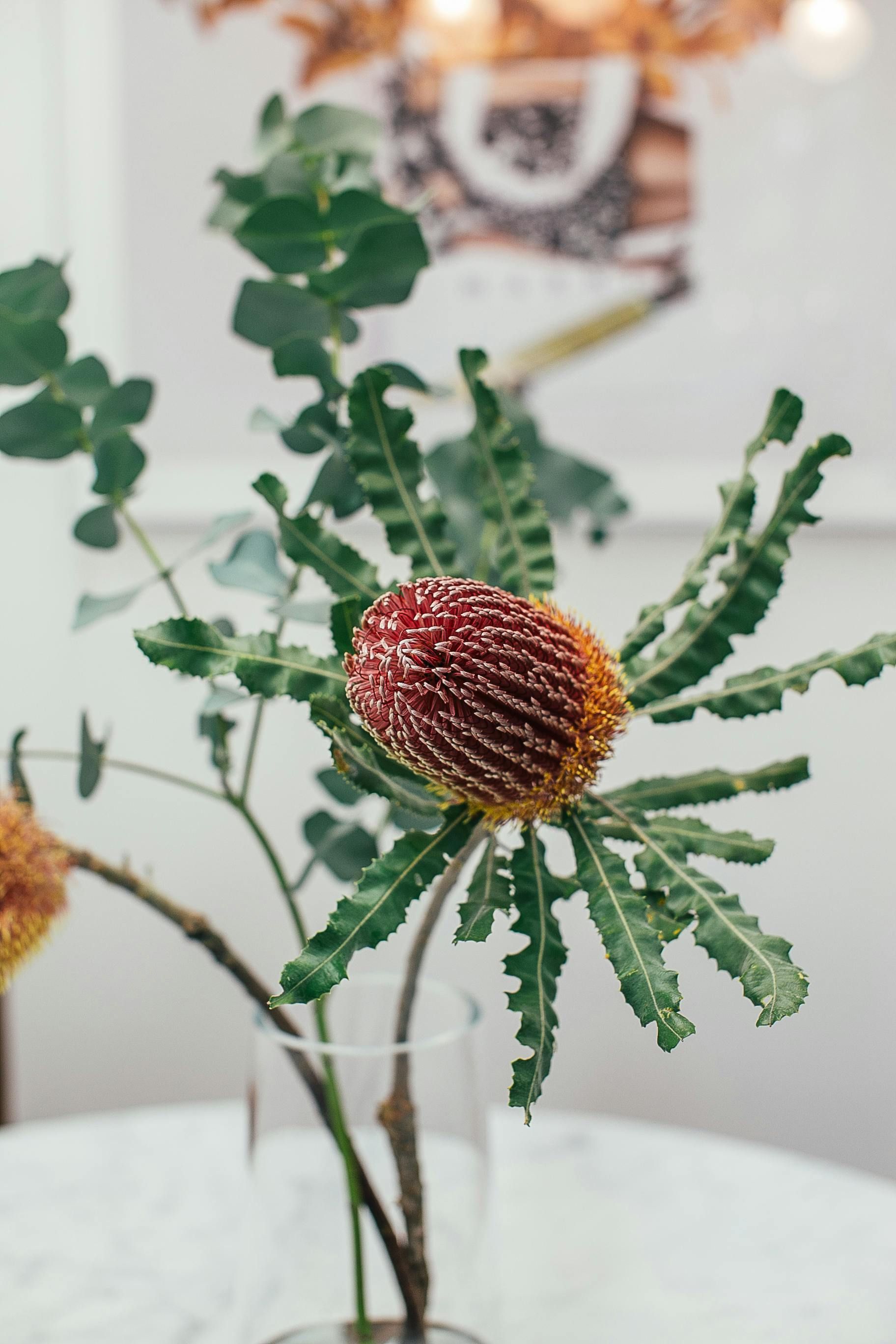 Planten verzorging bij Bloemengroothandel van der Vijver