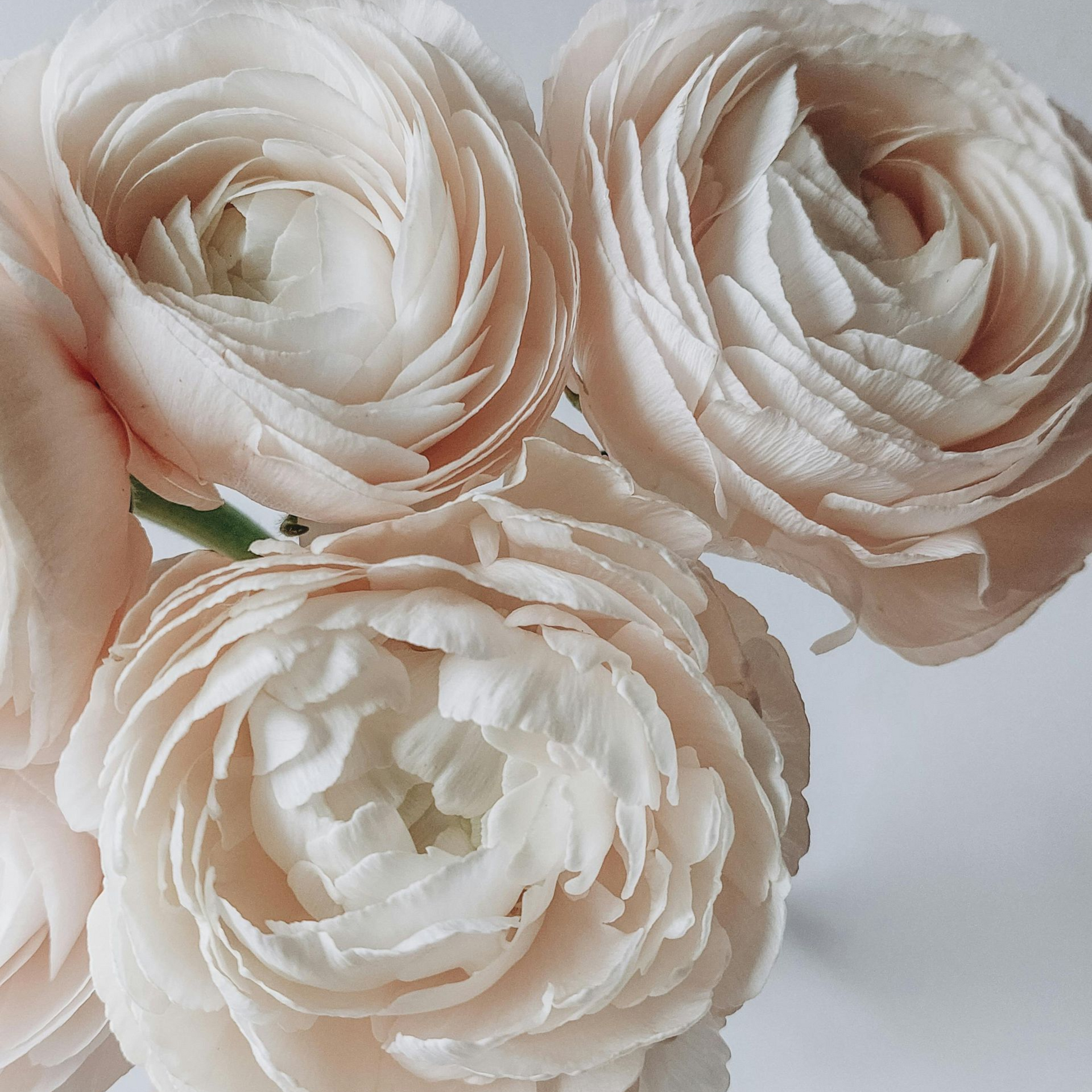 Ranonkels bij Bloemengroothandel Van der Vijver