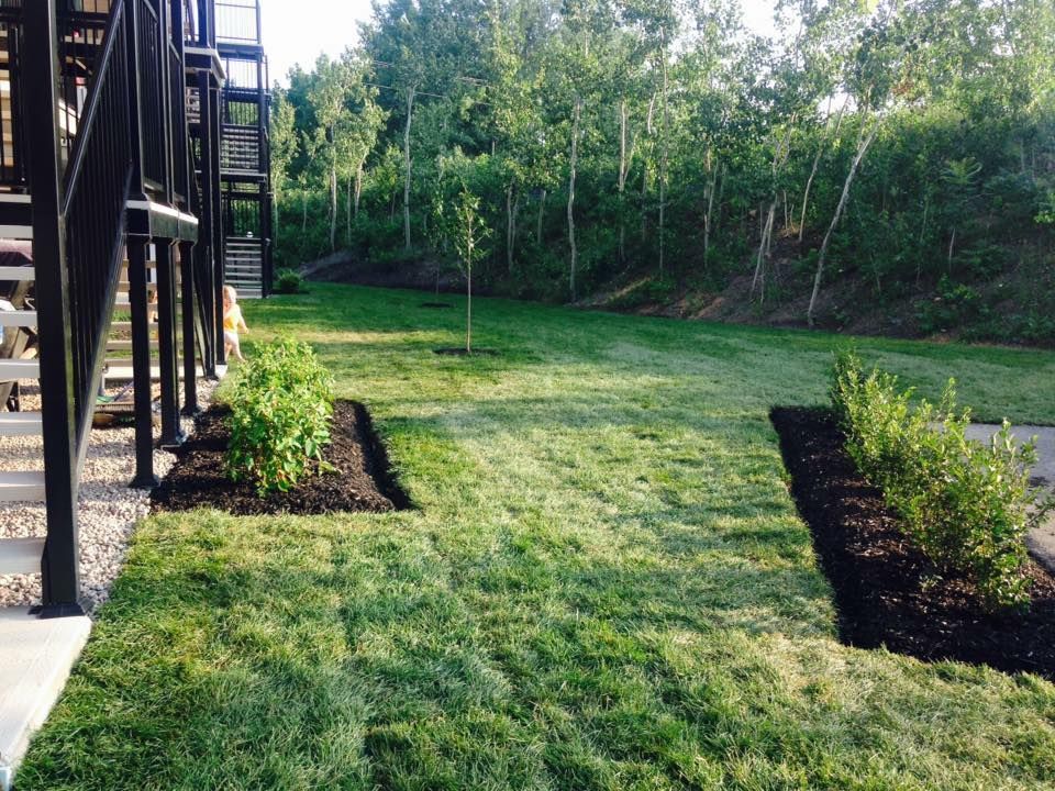 Une pelouse verdoyante avec des arbres en arrière-plan