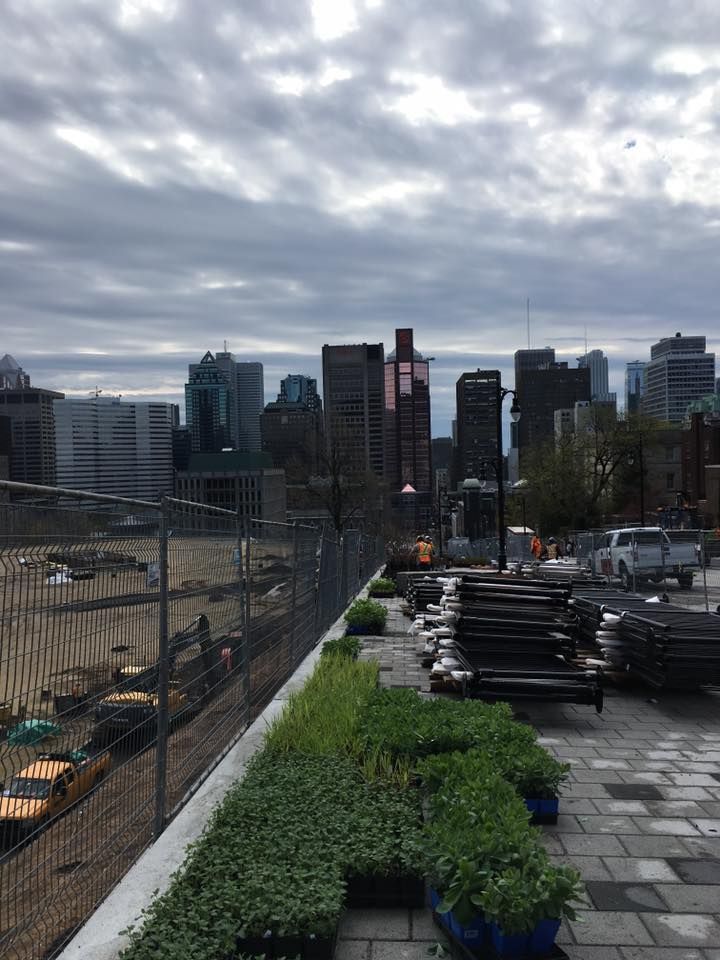Une vue sur les toits de la ville depuis un jardin sur le toit