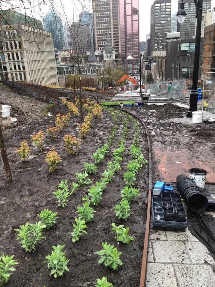 Une rangée de plantes poussant dans un jardin avec une ville en arrière-plan.