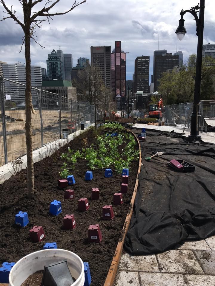 Un jardin avec un horizon de ville en arrière-plan
