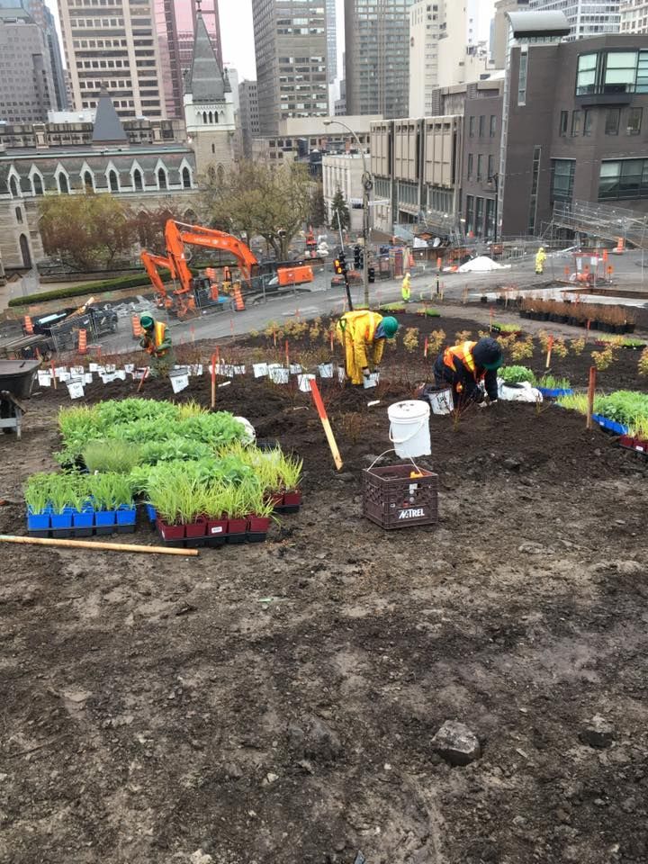 Un groupe de personnes travaille sur un jardin sur le toit.