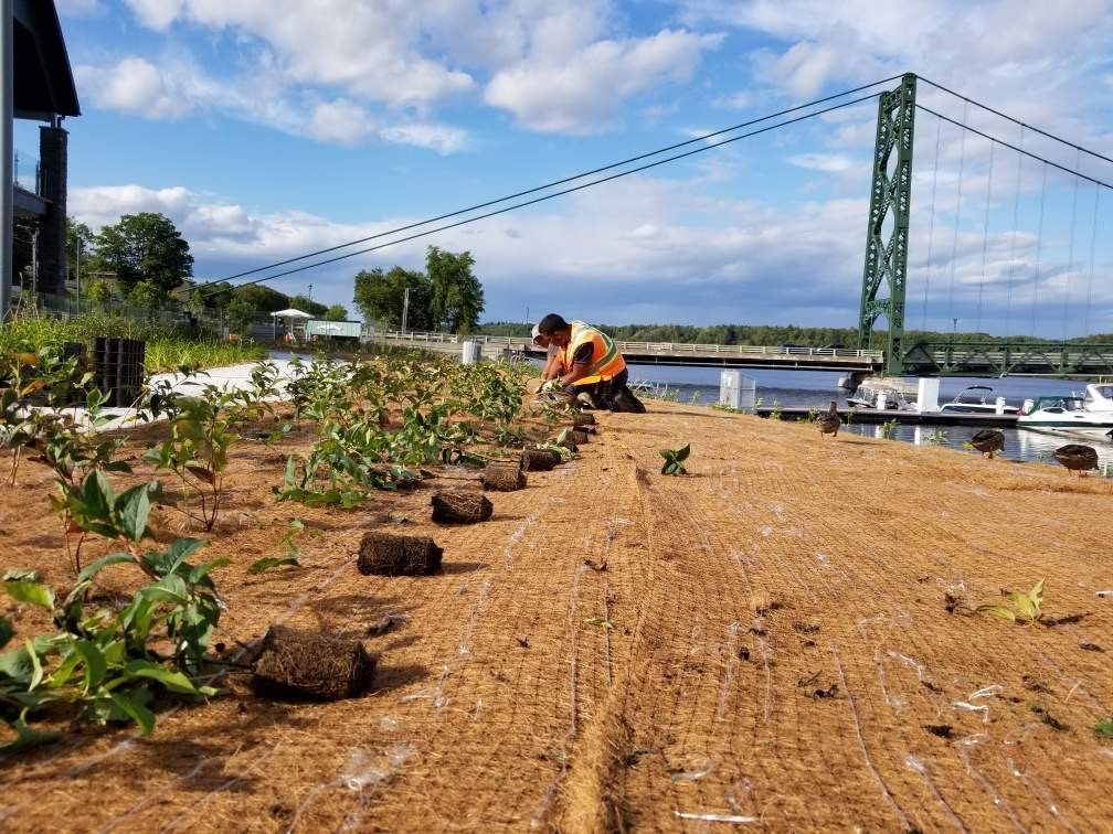 Un homme plante des plantes dans un champ avec un pont en arrière-plan.