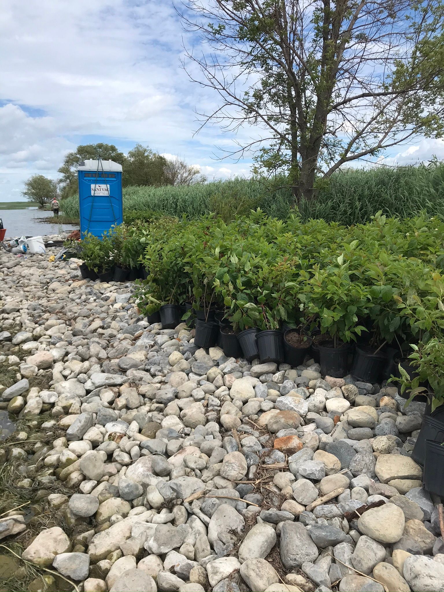 Des toilettes portables bleues se trouvent au sommet d'un tas de rochers, à côté d'une rangée de plantes en pot.