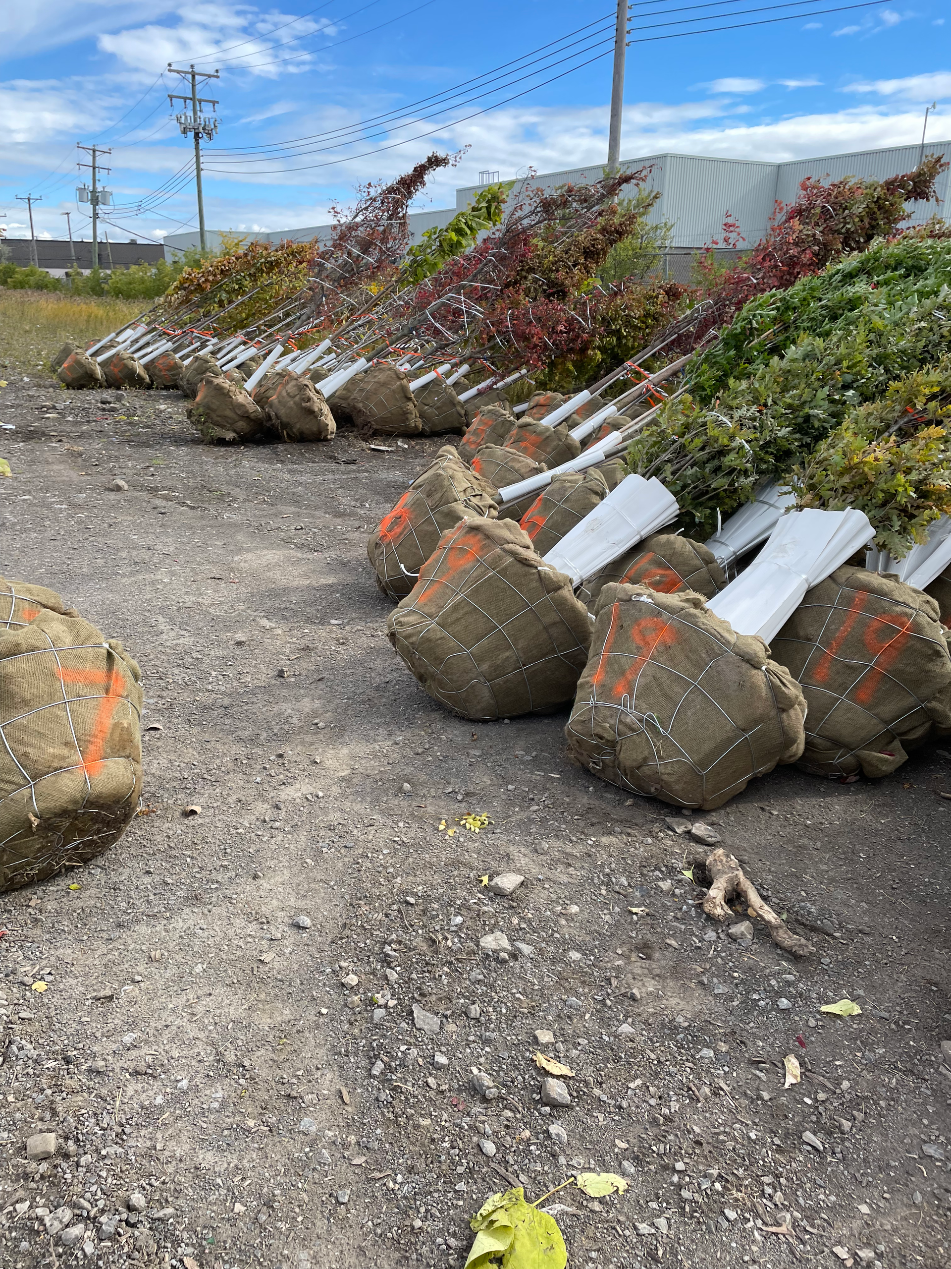 Un tas de sacs de plantes sont posés par terre.