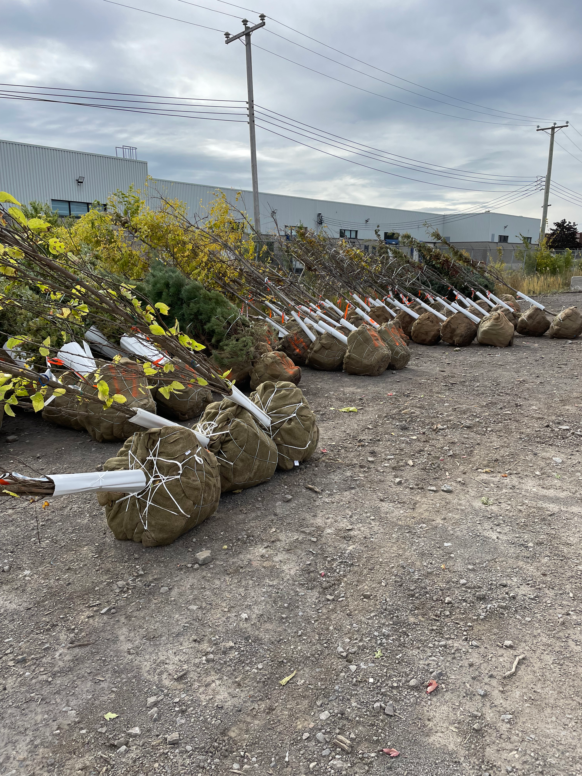 Une rangée de sacs remplis d'arbres sont posés dans un champ de terre.