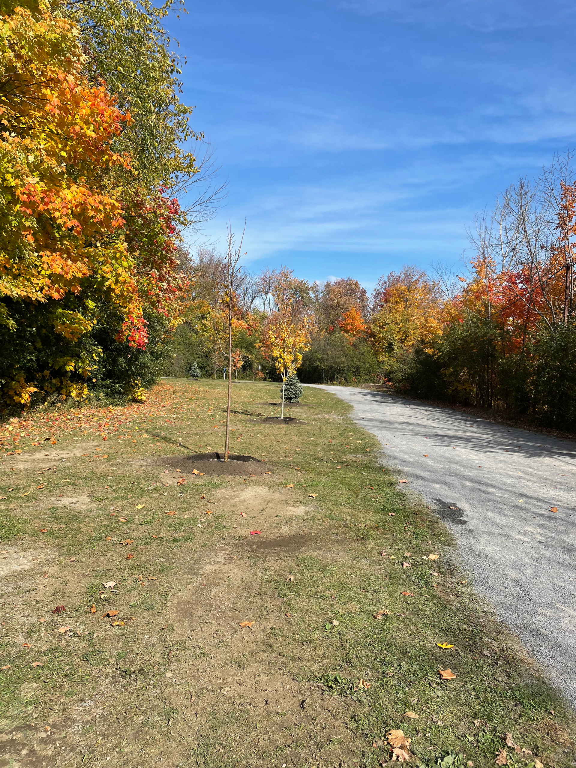 Un chemin de terre traversant un parc arboré des deux côtés.