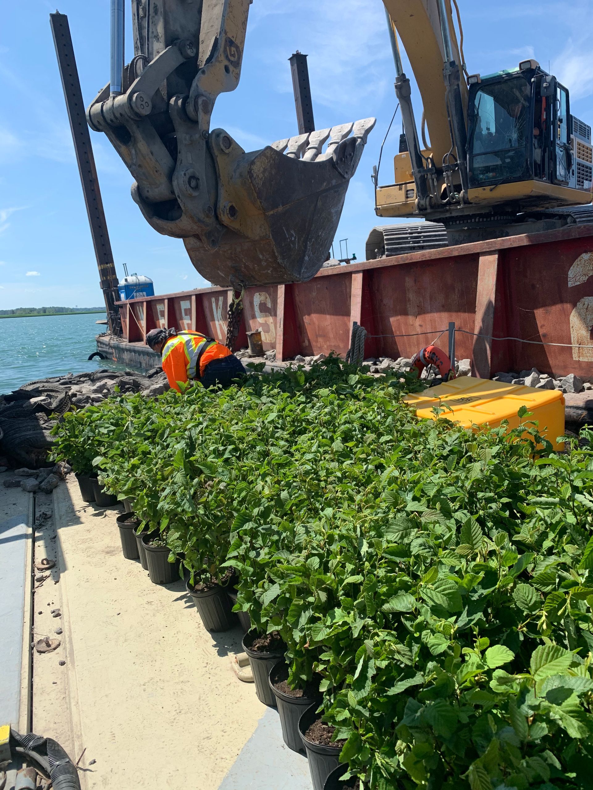 Une grande excavatrice charge des plantes sur un bateau.
