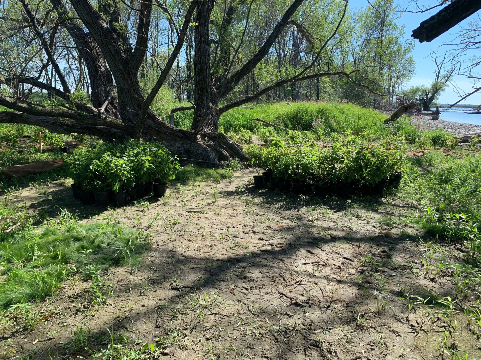 Un chemin de terre entouré d'arbres et d'herbe menant à un plan d'eau.