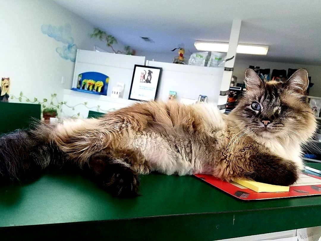 Cat — Jonesboro, AR — Woodsprings Animal Clinic