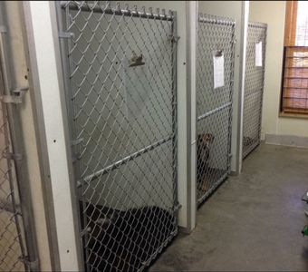 Stretching Cat — Jonesboro, AR — Woodsprings Animal Clinic