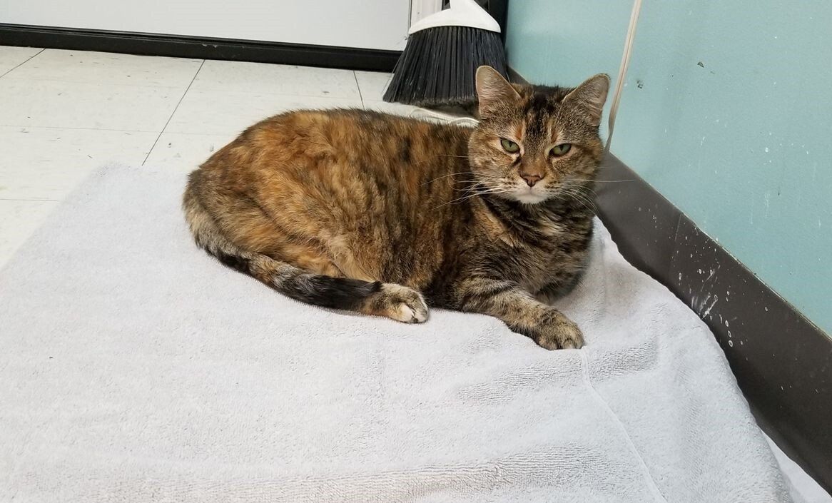 Sleeping Cat — Jonesboro, AR — Woodsprings Animal Clinic