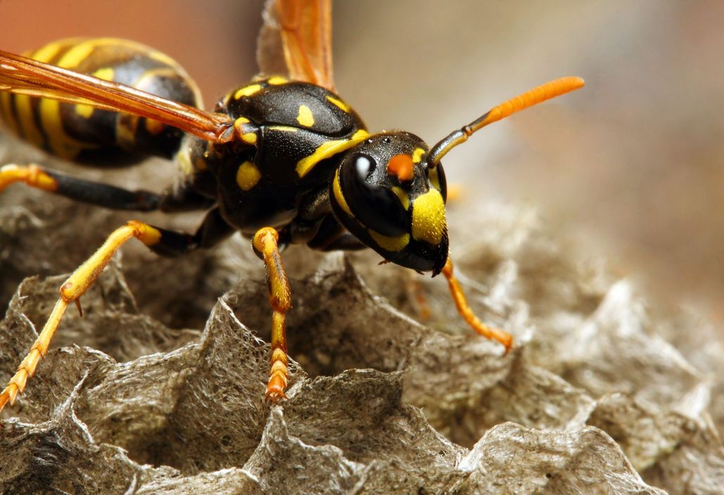 About A1 Bee & Wasp Removal