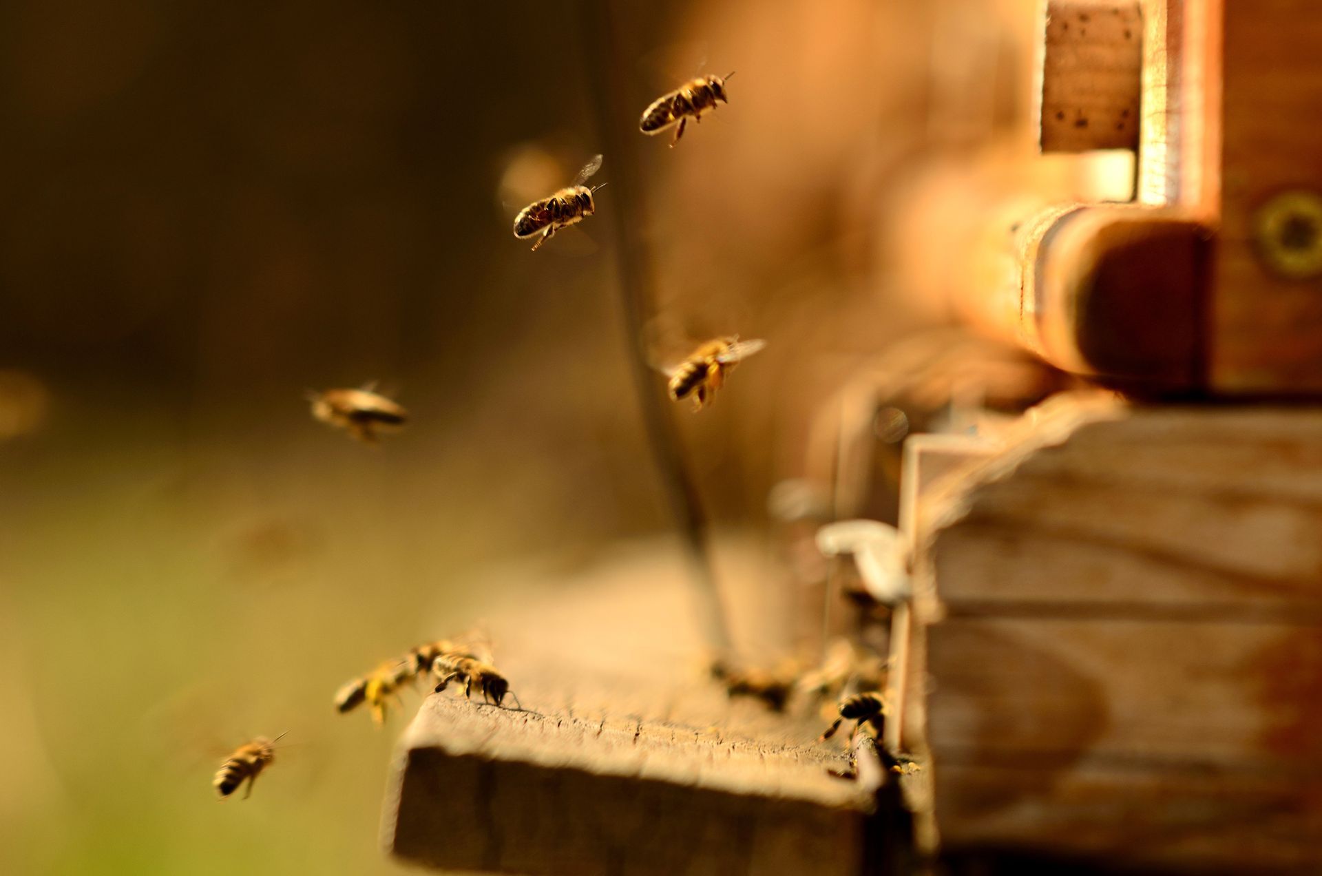 Bee Removal in Laguna Hills, CA